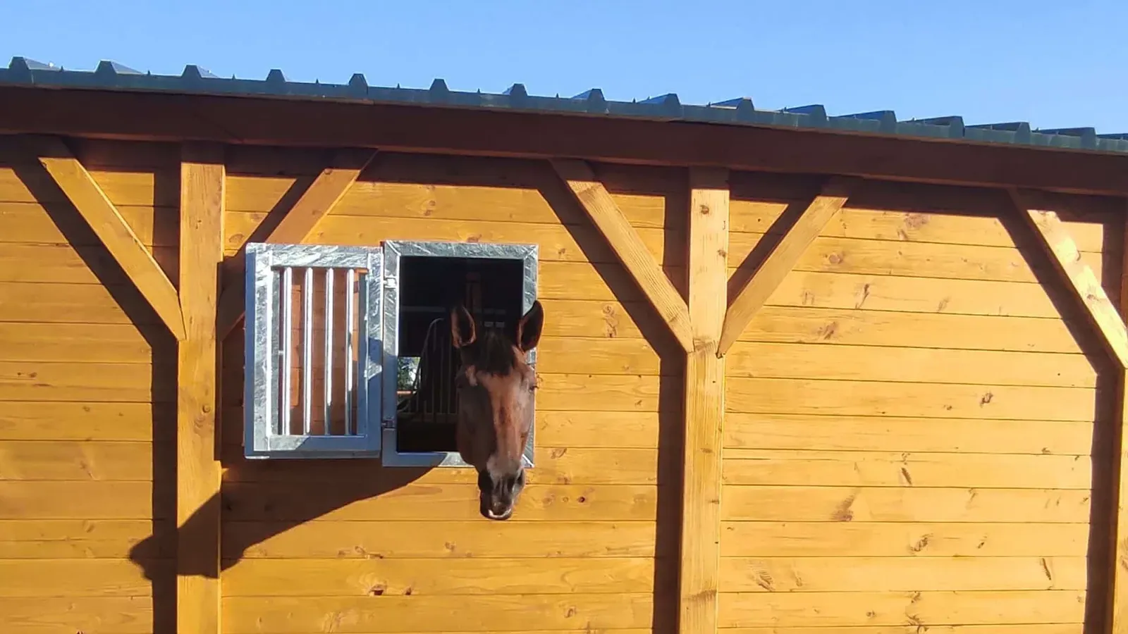 Cheval bai à la fenêtre de son box, dans un bâtiment en bois clair